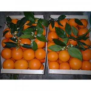 2 Valencia Orange